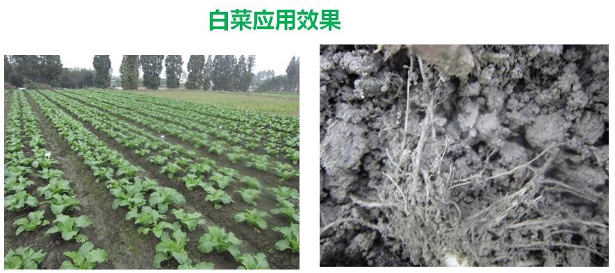 氨基寡糖素 - 植物的免疫衛(wèi)士，根結(jié)線蟲的克星