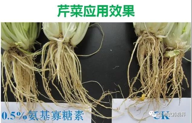 氨基寡糖素 - 植物的免疫衛(wèi)士，根結(jié)線蟲的克星