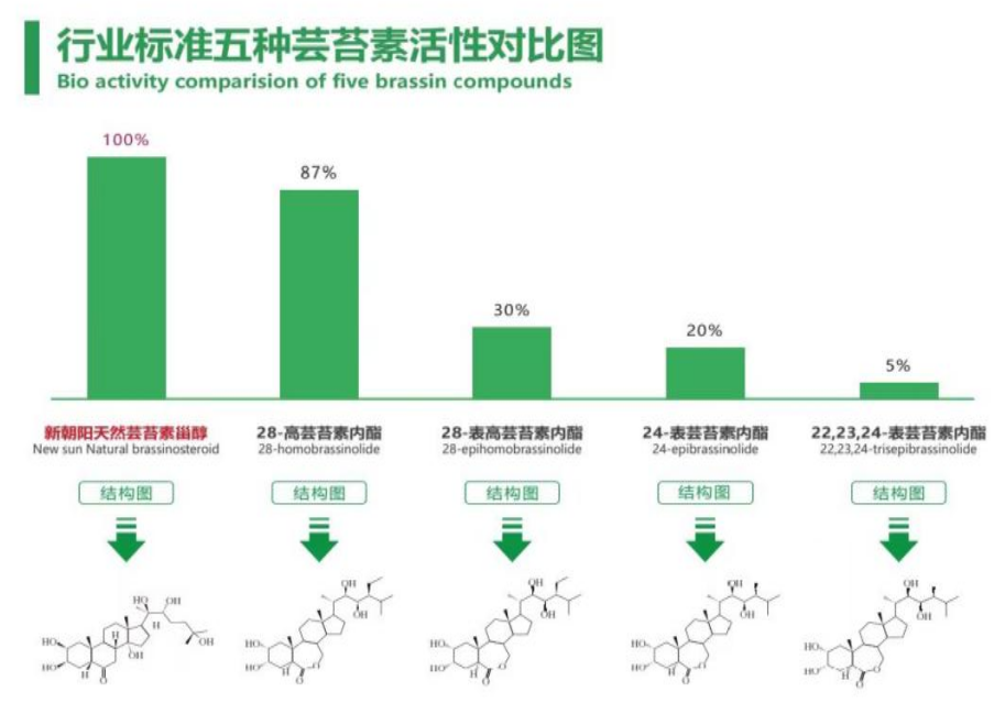 小麥拌種選新朝陽天然蕓苔素，讓小麥高產(chǎn)贏在起跑線上?。ㄐ←溤谑裁磿r(shí)候用蕓苔素效果最佳）
