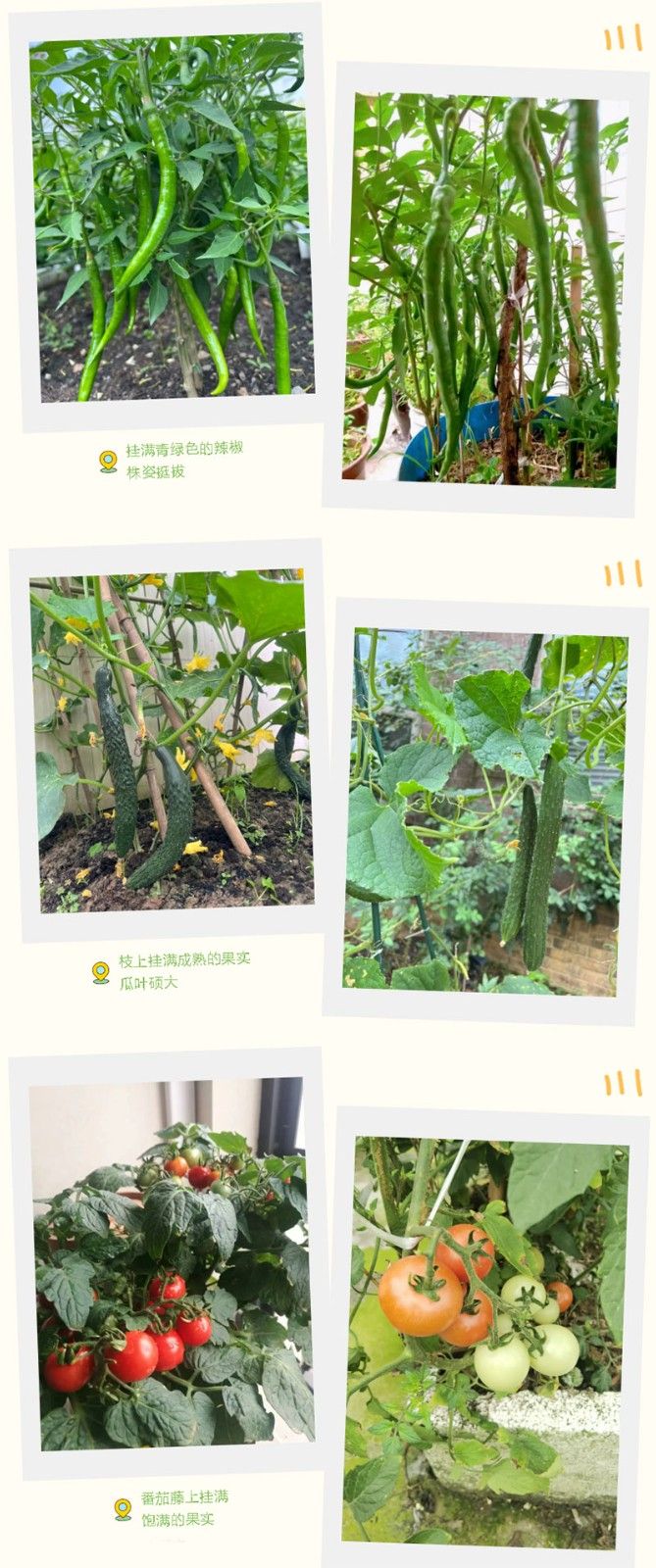 朝陽農藝師系列活動